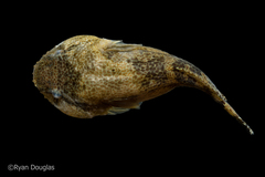 Gobiesox strumosus