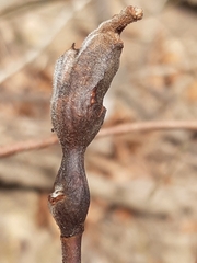 Rabdophaga pierreana