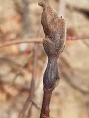 Rabdophaga pierreana