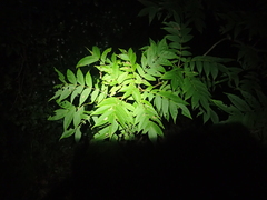 Zanthoxylum ailanthoides