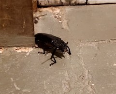 Derobrachus geminatus