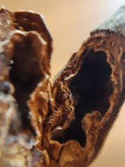 Rabdophaga pierreana