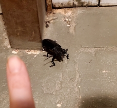 Derobrachus geminatus