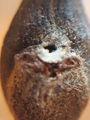 Rabdophaga pierreana