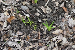 Hyacinthoides non-scripta