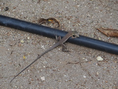 Cnemidophorus murinus