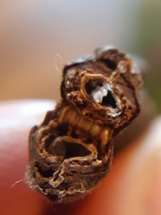 Rabdophaga pierreana