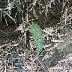 Hymenasplenium excisum