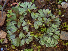Riccia crozalsii