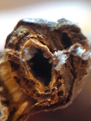 Rabdophaga pierreana