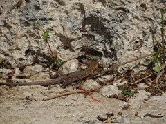 Cnemidophorus murinus