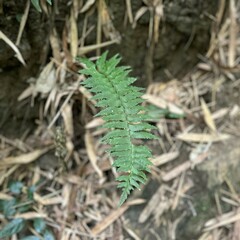 Hymenasplenium excisum