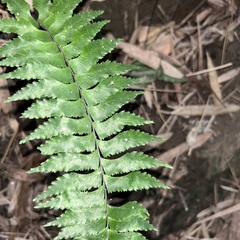 Hymenasplenium excisum