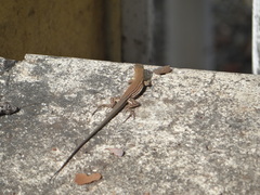 Cnemidophorus murinus