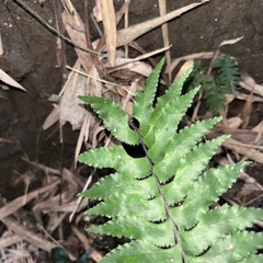 Hymenasplenium excisum