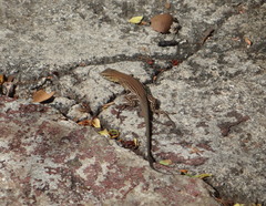 Cnemidophorus murinus