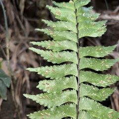 Hymenasplenium excisum