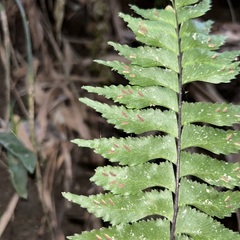 Hymenasplenium excisum