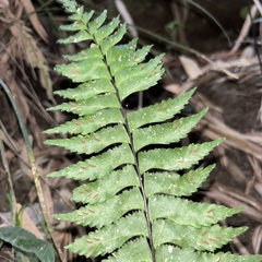Hymenasplenium excisum