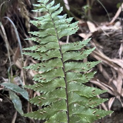 Hymenasplenium excisum