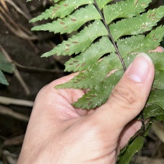 Hymenasplenium excisum