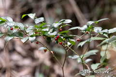 Damnacanthus indicus