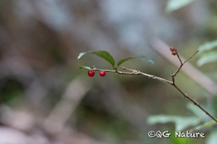 Damnacanthus indicus