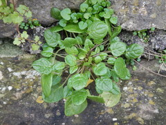 Cochlearia officinalis