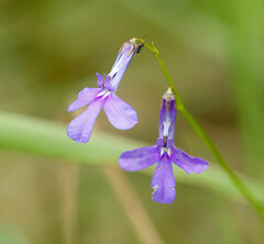 Lobelia tomentosa