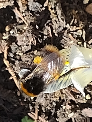Bombus terrestris audax