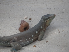 Cnemidophorus murinus