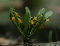 Acianthera