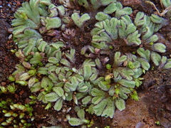 Riccia crozalsii