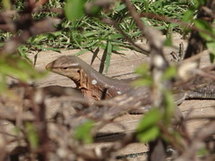 Cnemidophorus murinus