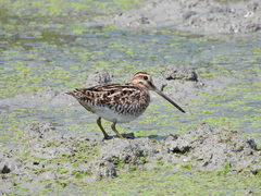 Gallinago gallinago