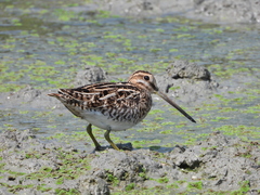 Gallinago gallinago