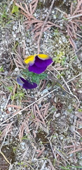 Viola tricolor