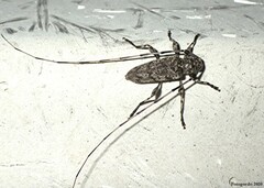 Acanthocinus obsoletus