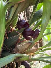 Maxillaria schunkeana