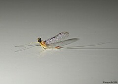 Leucrocuta maculipennis