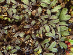 Riccia crozalsii