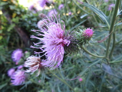 Cirsium nipponicum incomptum