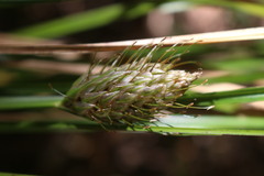 Carex dolichophylla