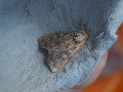 Perigea xanthioides