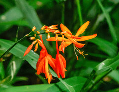 Crocosmia aurea