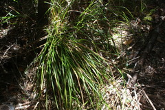 Carex dolichophylla