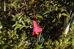 Philesia magellanica