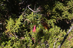 Philesia magellanica