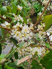 Dombeya rotundifolia
