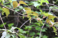 Acer davidii